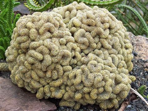 A cactus (plural cacti, cactuses, or less commonly, cactus) is a member of the plant family cactaceae, a family comprising about 127 genera with some 1750 known species of the order. THE BRAIN CACTUS - Mammillaria elongata 'Cristata' |The ...