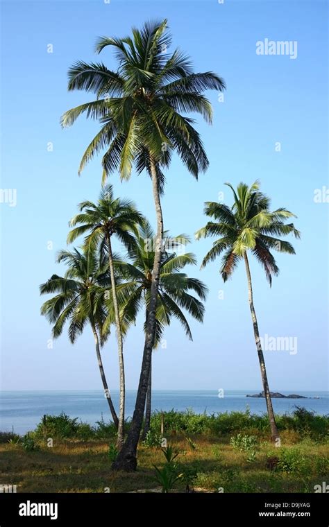 Group Of Coconut Palm Plantation In Goa India Stock Photo Alamy