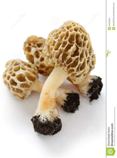 Morelmorille Stock Photo Image Of Morel Spring Fungi 24478184