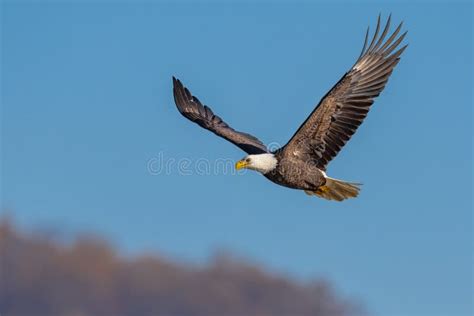 Bald Eagle Flying Stock Photo Image Of Outdoor Bald 209783754
