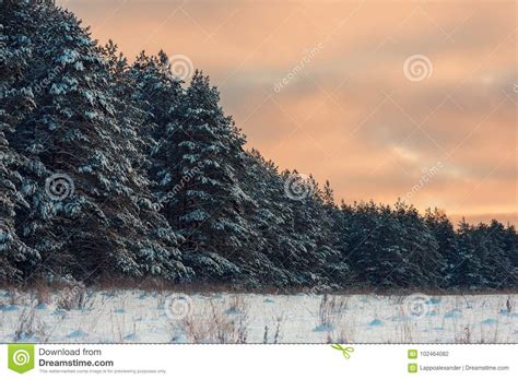 Winter Morning With Snow Covered Trees Stock Photo Image