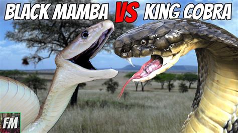 Black Mamba Vs King Cobra Which Is More Dangerous Youtube
