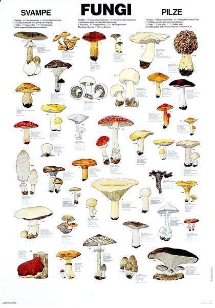 Edible Fungi Chart The Only Veggie That Will Grow Without Sunlight Are