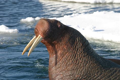 Pacific Walrus Bull Hauled Out A Pacific Walrus Bull Is Ha Flickr