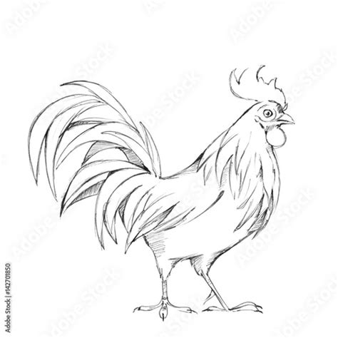 Rooster Black And Ink White Sketch Line Illustration Stock Photo