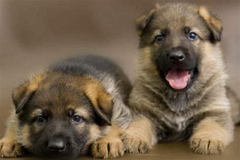 Take Care Of Newborn German Shepherd Puppies Pet Care Stores