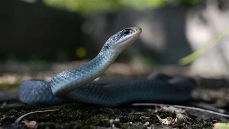 Day In The Life Of A Blue Racer Snake Researcher Wildlife