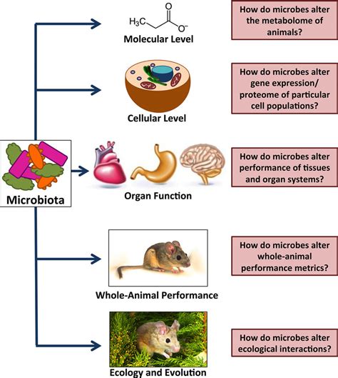 Numerous Levels Of Biological Organization Can Be Affected By