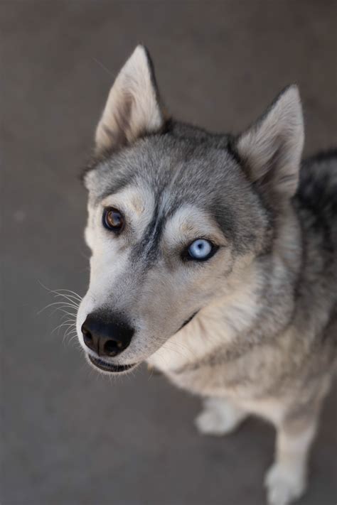 Lucy Medium Female Siberian Husky Dog In Vic Petrescue