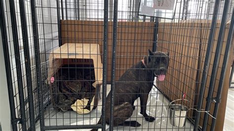 Emergency Quarantine Set Up For Philly Animal Shelter Amid Respiratory