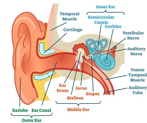 Ears And Hearing How Do They Work Ear Diagram Human Ear Inner Ear