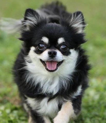 We are a florida kennel located next to the villages, that breeds akc chihuahua puppies including blue chihuahuas, short haired chihuahuas, and long haired chihuahuas.we breed many colors including blues, merles, and chocolates. Chihuahua | Chihuahua, Baby chihuahua, Chihuahua puppies