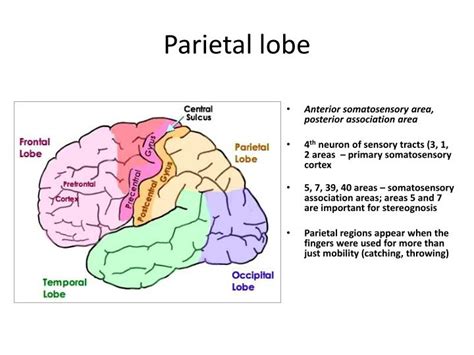 Parietal Lobe Blood Supply