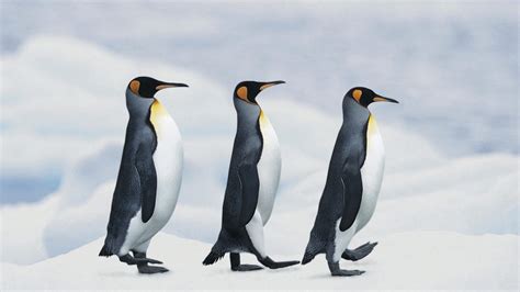 Animals Of Antarctica Penguins Marching Through The Snow