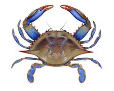 Download High Quality crab clipart realistic Transparent PNG Images