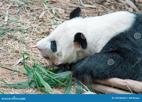 A Sleeping Panda Bear In A Zoo In Singapore Stock Image Image Of Rare