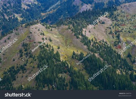 High Altitude Alpine Forest On Hurricane Ridge In Olympic National Park