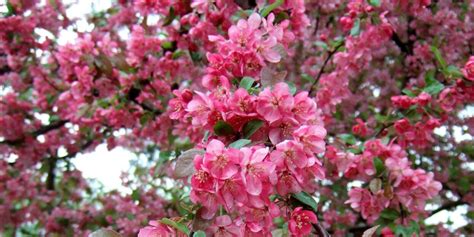 Best Types Of Crabapple Trees For Your Yard Better Homes And Gardens