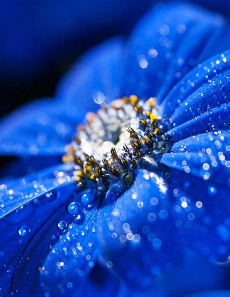 Flower After A Rain Bilder Blau Himmelblau