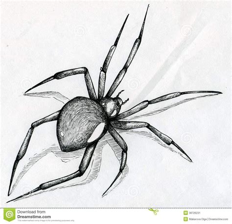 Spider control spider tattoo spider drawing wild tattoo black widow spider spider spider web tattoo spider art black widow avengers. Black Widow Spider Drawing Stock Image - Image: 38726231 ...