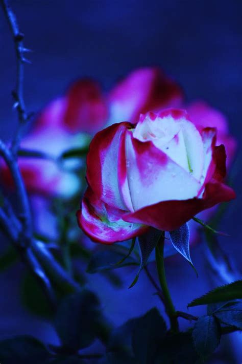 Neon Rose Photograph By Maria Young Fine Art America