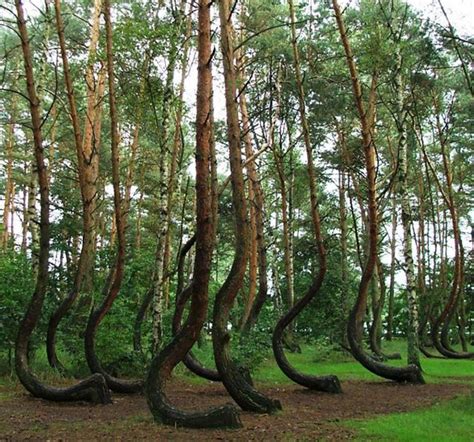 El Bosque Curvado Crooked Polonia Misterios En La Web