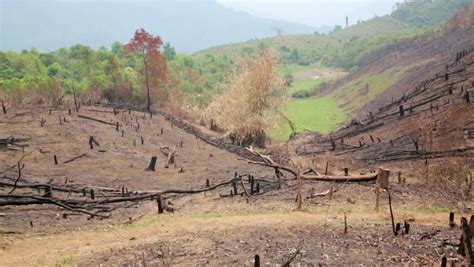 Deforestation After Forest Fire Natural Disaster Stock Footage Video