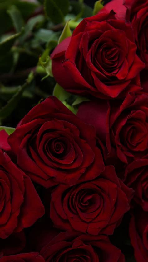 Beautiful Flowers Red Roses 720x1280 Wallpaper Красная роза