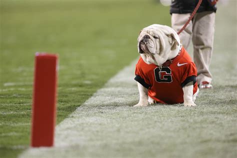 Introducing The All Time Georgia Bulldogs Football Team