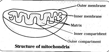 More images for how to draw mitochondria diagram » Draw a neat labelled diagram of power house of a cell ...