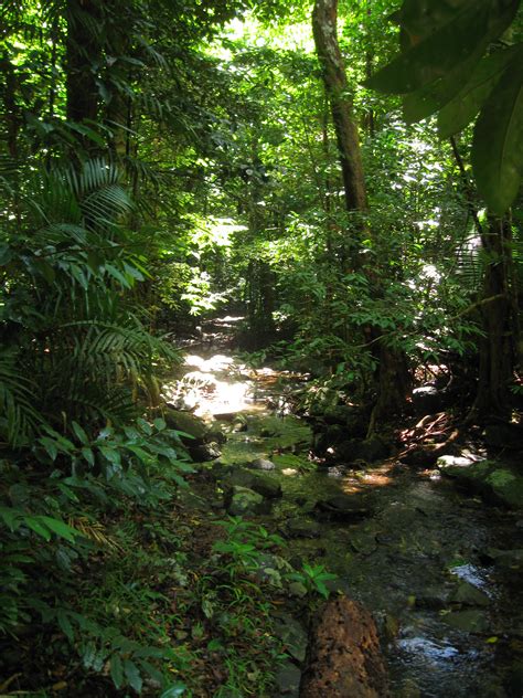 Filedaintree Rainforest 2 Wikimedia Commons