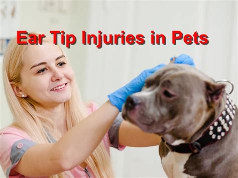 Ear Tip Injuries In Pets Emergency Animal Care Braselton
