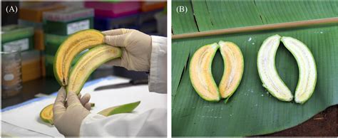 Frontiers Banana21 From Gene Discovery To Deregulated Golden Bananas