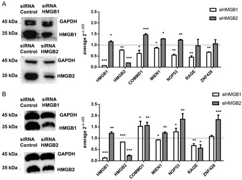 Control Of Gene Expression By Hmgb And Hmgb A In Skov Cells B