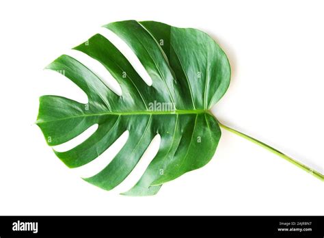 Isolate Dark Green Monstera Large Leaves Philodendron Tropical Foliage
