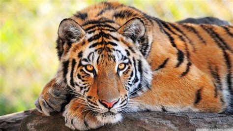 106 Tiger Wallpapers Most Beautiful Places In The World Download