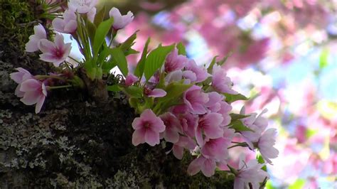 Beautiful Nature Spring 1080p Hd Youtube