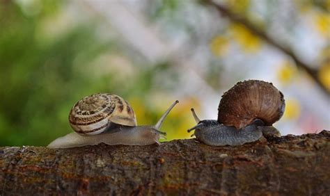 Snails sleep 3 | know your meme How Long Do Snails Sleep? Amazing Facts About Snails