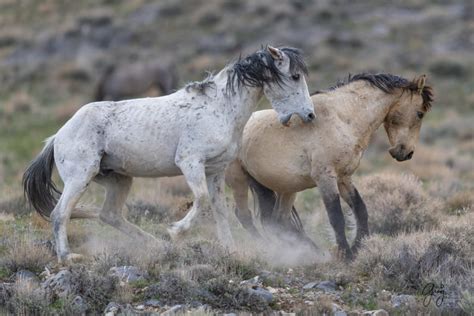 Wild Horse Photography Two Stallions In A Fight Onaqui Wild Horses