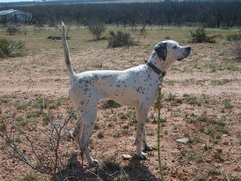 Connecting buyers and breeders with. English Pointer Puppies, Started Dogs, Southern Hills ...
