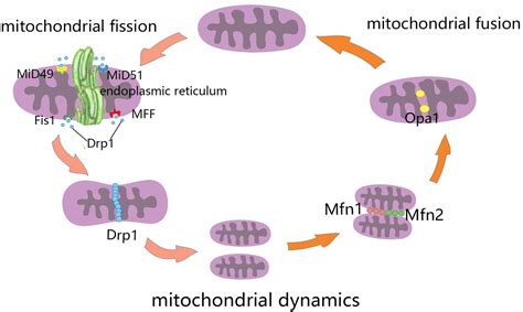 Frontiers Mitochondrial Dynamics A Potential Therapeutic Target For