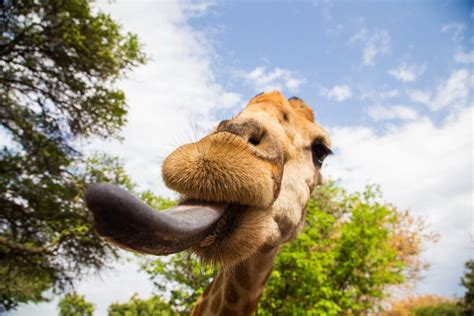 Photographer snaps pic of young giraffe cheekily sticking tongue out! Giraffe Tongue Facts, Colour & Length - All You Need to ...