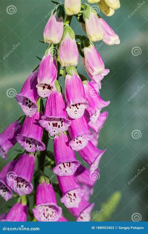 Close Up Of The Flower Of The Purple Foxglove Stock Image Image Of Closeup Botany 188953403