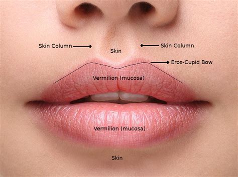 Anatomy Of Upper Lip And Nose