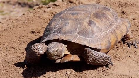 How To Build A Tortoise Burow Youtube