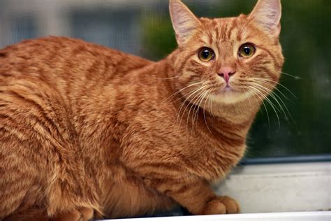 What Should You Know About Orange Tabby Cats Health And Nutrition