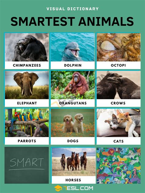 List Of Smartest Animals In The World Most Intelligent Animals 7esl