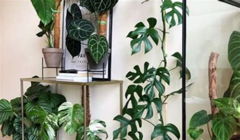 Harga Bunga Monstera Saat Ini - BacaanKita