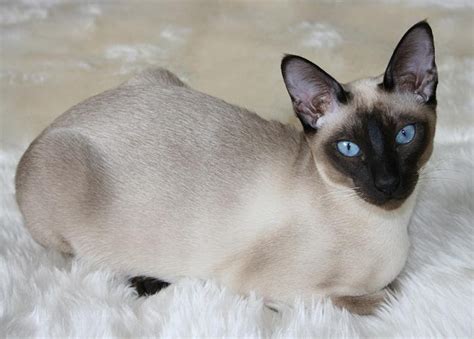 All burmese cats can trace their ancestry back to a female cat called wong mau. Tonkinese Cat | Fun Animals Wiki, Videos, Pictures, Stories