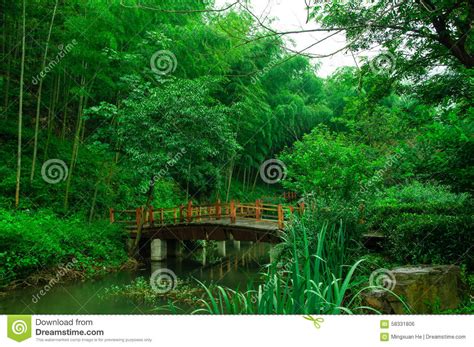 Beautiful Bamboo Sea Stock Photo Image Of Outdoor Bamboo 58331806
